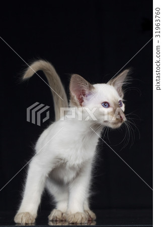 Balinese kitten on black background 31963760