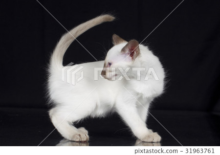 Balinese kitten on black background 31963761