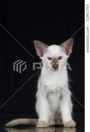 Balinese kitten on black background 31963763