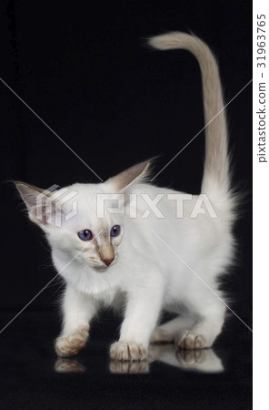 Balinese kitten on black background 31963765