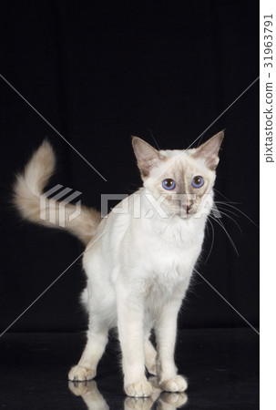 balinese cat on black background 31963791
