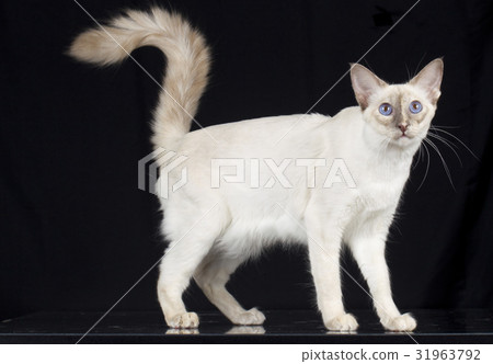 balinese cat on black background 31963792
