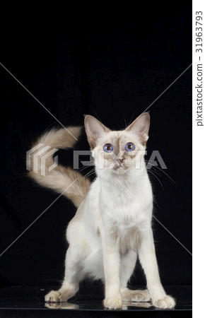 balinese cat on black background 31963793