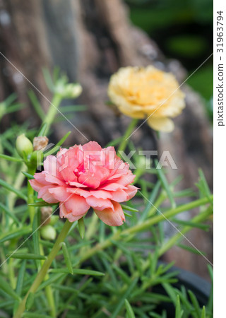 Pink flower in the garden background 31963794