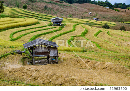 Pa Pong Piang Rice terraces, Mae Cham, Pa Pong Piang Rice terraces, Mae Cham, 31963800