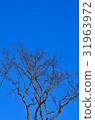Dead tree, trees on a blue sky background 31963972