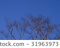 Dead tree, trees on a blue sky background 31963973