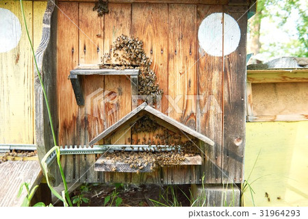 Beehives in an apiary outdoors 31964293