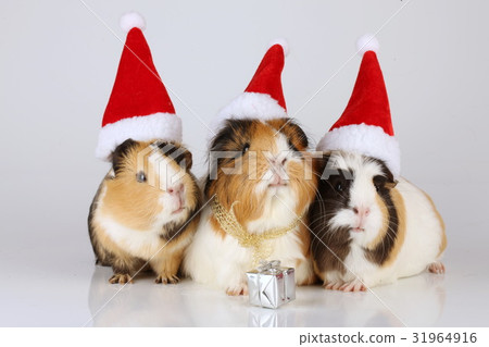 Three guinea pigs with santa hats Three guinea pigs with santa hats 31964916