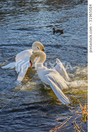 Fight of swans on the water Fight of swans on the water 31965084