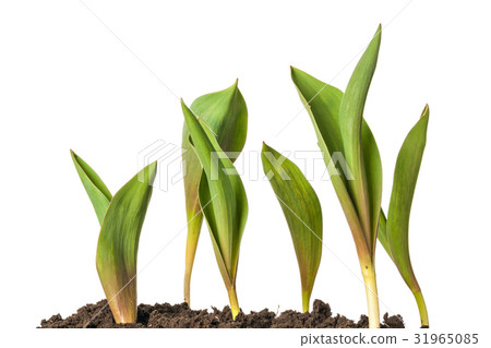 Green sprout of tulip flowers isolated 31965085