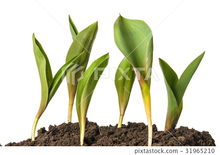 Green sprout of tulip flowers isolated on a white 31965210