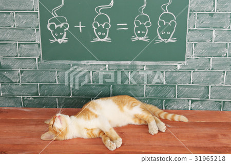 Foxy lazy Cat Foxy lazy Cat 31965218