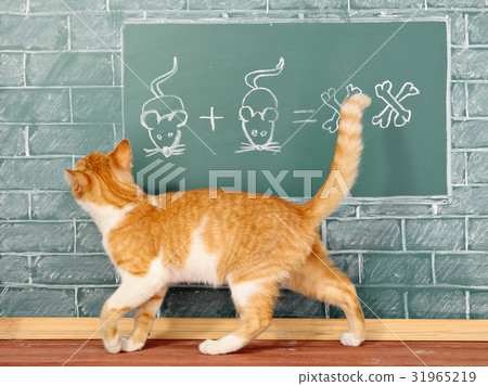 Scientific Cat Scientific Cat 31965219