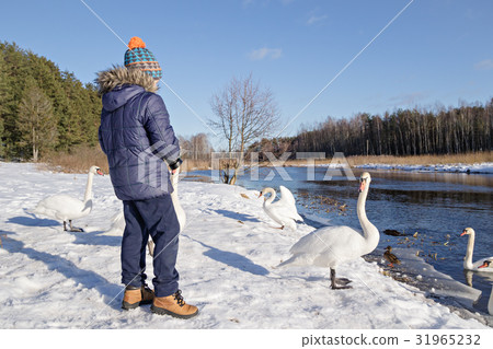 Little photographer near the river among swans Little photographer near the river among swans 31965232