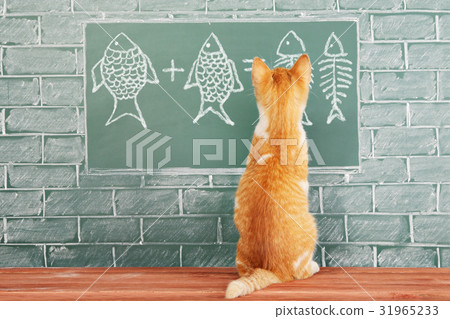 Education idea about foxy Cat studied mathematics 31965233