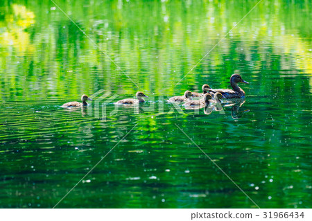 Parent and child of duck Parent and child of duck 31966434