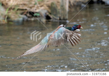 野雞雉雞 31973166