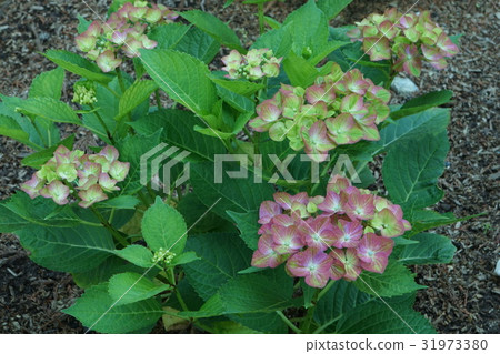 繡球花Fumiferi 07 31973380