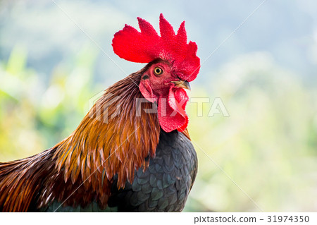 Chicken in the farm, for thanksgiving day 31974350