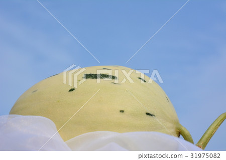 White striped non-net melon, Shiba green, blue sky 31975082