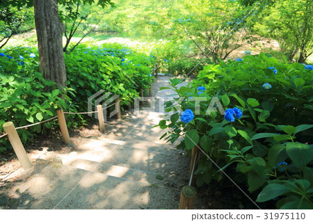 Small diameter of summer park hydrangea Small diameter of summer park hydrangea 31975110
