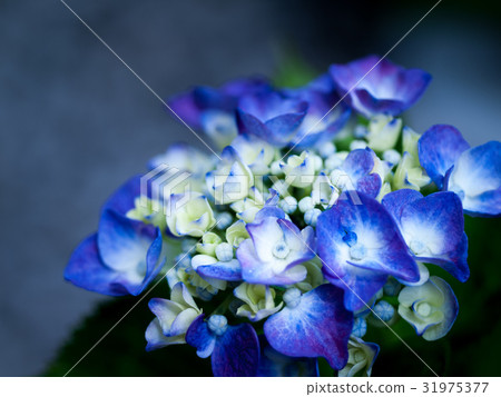 Hydrangea purple hydrangea that begins to bloom Hydrangea purple hydrangea that begins to bloom 31975377