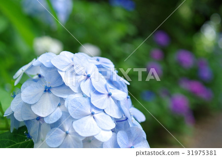 Successive path of hydrangea light blue background blur Successive path of hydrangea light blue background blur 31975381