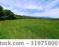 Meadow 31975800
