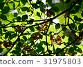 In the forest 31975803