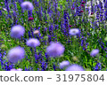 Purple flowers 31975804