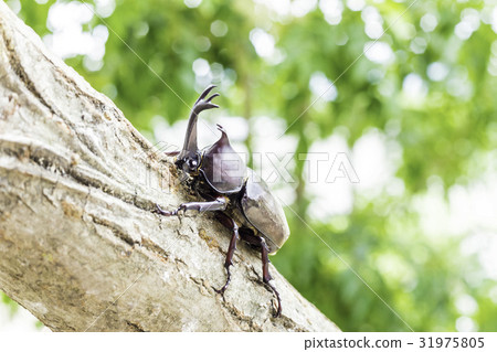 Japanese beetle 31975805