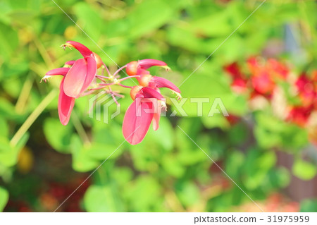 Deigo的美國花 31975959