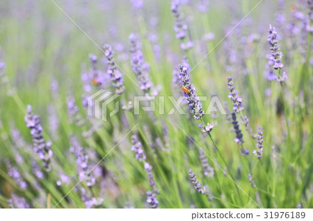 Lavender flowers Lavender flowers 31976189