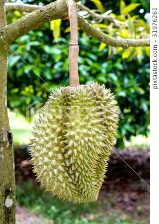 fresh durian in the farm, Thai King fruit 31976261