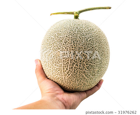 Melon fruit on hand, path and isolated on white Melon fruit on hand, path and isolated on white 31976262