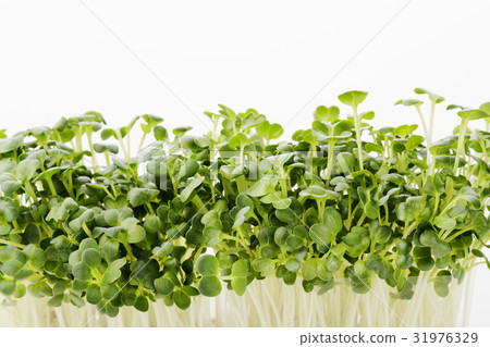 Radish sprouts Radish sprouts 31976329