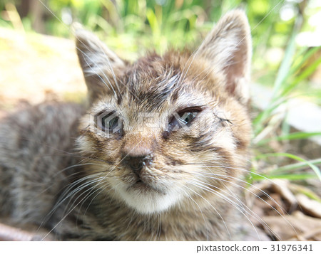 A kitten 31976341