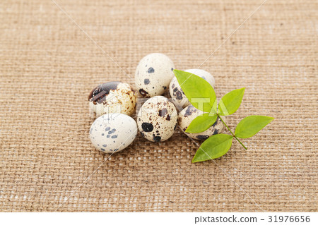 Quail egg 31976656