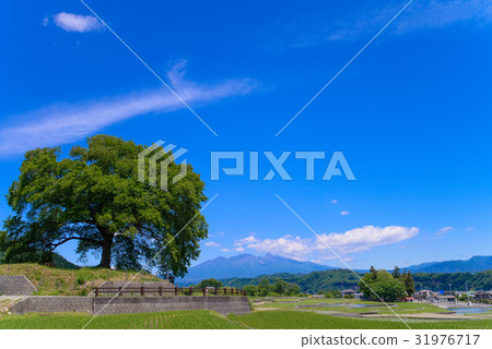 [山梨縣]初夏的瓦努卡（Wanizuka）櫻花 31976717