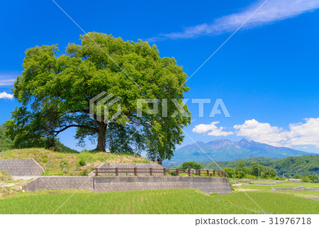 [山梨縣]初夏的瓦努卡（Wanizuka）櫻花 31976718