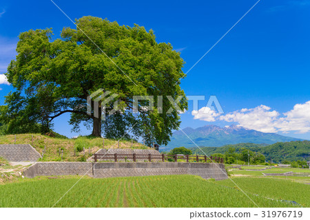 [山梨縣]初夏的瓦努卡（Wanizuka）櫻花 31976719