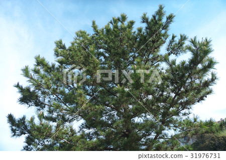 Pine tree Pine tree 31976731