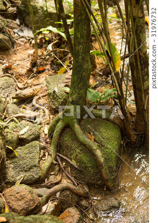 Tree' root around the old stone in the forest. Tree' root around the old stone in the forest. 31976732