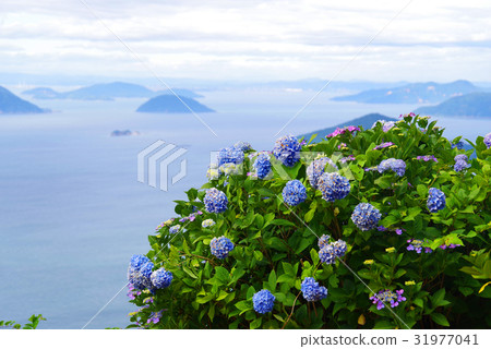 瀨戶內海和繡球花 31977041