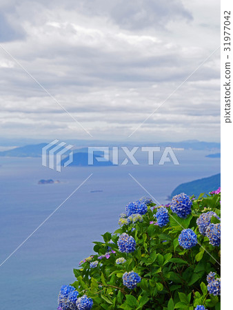 Seto Inland Sea and hydrangea Seto Inland Sea and hydrangea 31977042