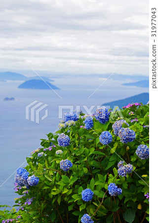 瀨戶內海和繡球花 瀨戶內海和繡球花 31977043