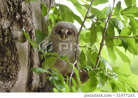 Owl's chair nesting stand Owl's chair nesting stand 31977285