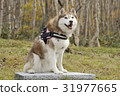 White birch and Siberian husky 31977665