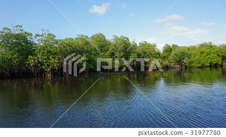 mangroves at punta rusia 31977780